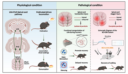 李毅組合作揭示下丘腦-腦橋-脊髓通路激活促進小鼠運動啟動與脊髓損傷功能恢復(fù)機制研究